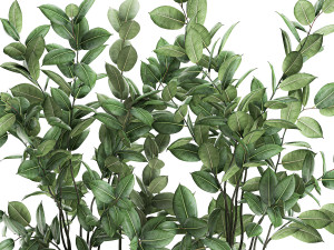 ficus tree in flowerpots 675 3D 모델