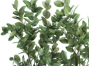 ficus tree in flowerpots 675 3D 모델