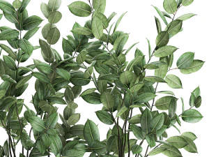 ficus tree in flowerpots 675 3D Model