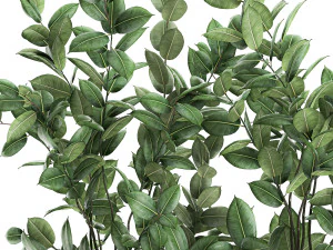 ficus tree in flowerpots 675 3D Model