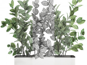ficus tree in flowerpots 675 3D 모델