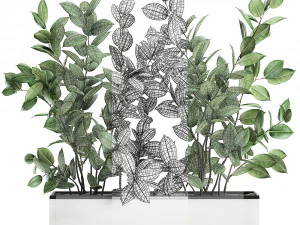 ficus tree in flowerpots 675 3D Model