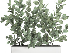ficus tree in flowerpots 675 3D 모델