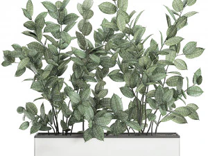 ficus tree in flowerpots 675 3D Model