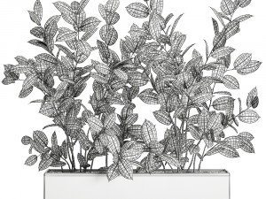 ficus tree in flowerpots 675 3D 모델