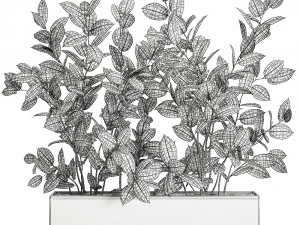 ficus tree in flowerpots 675 3D Model