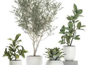 plants in a white pot for the interior 673 3D Model