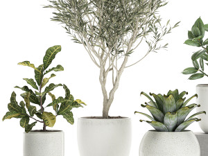 plants in a white pot for the interior 673 3D Модель