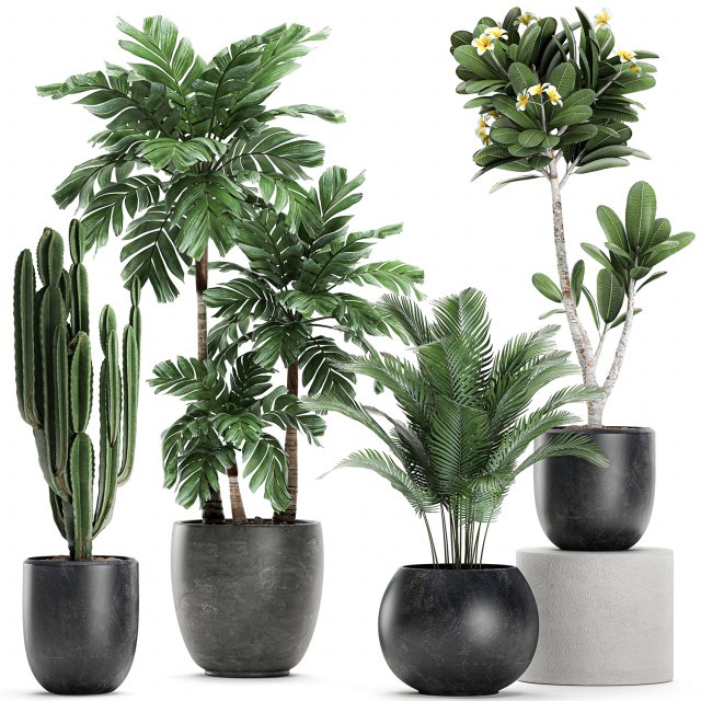 plants in a black pot for the interior 677 Modelo 3D .c4d .max .obj .3ds .fbx .stl .blend