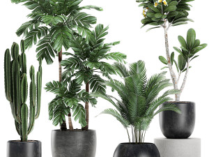 plants in a black pot for the interior 677 3D Model
