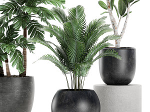 plants in a black pot for the interior 677 Modelo 3D