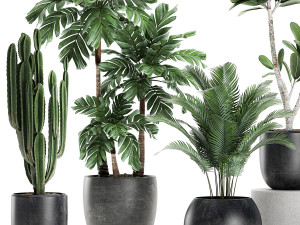 plants in a black pot for the interior 677 Modelo 3D
