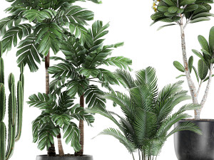 plants in a black pot for the interior 677 Modelo 3D
