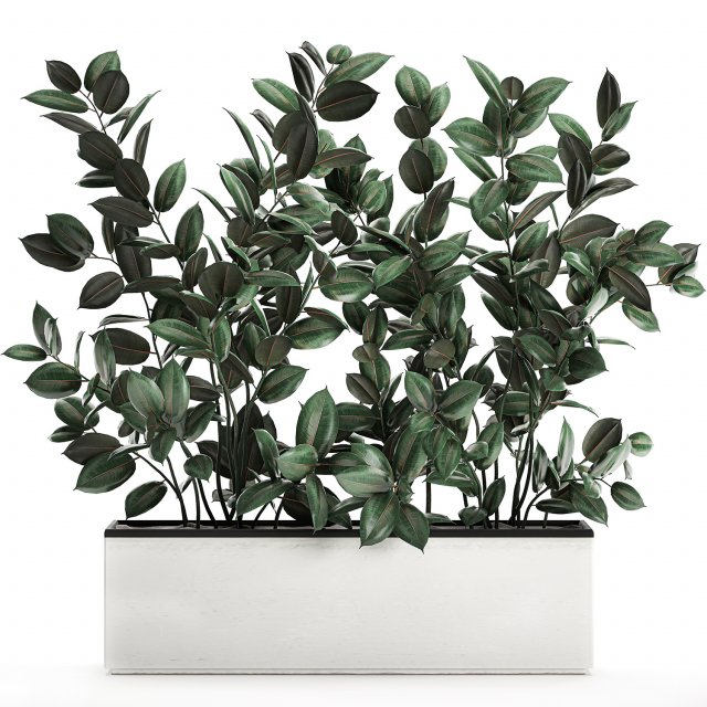 ficus tree in flowerpots 678 Modelo 3D .c4d .max .obj .3ds .fbx .stl .blend 