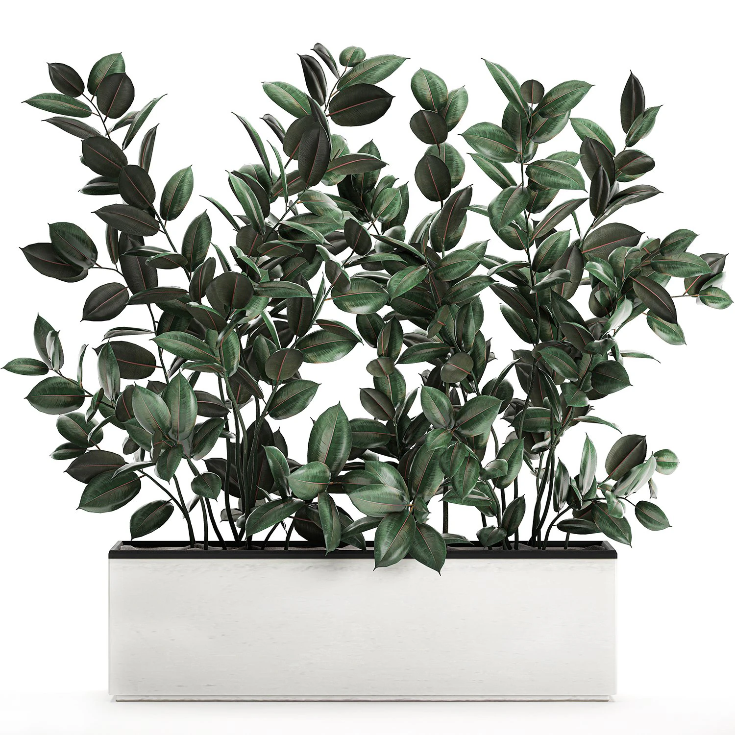 ficus tree in flowerpots 678 3D Model .c4d .max .obj .3ds .fbx .stl .blend