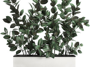 ficus tree in flowerpots 678 3D-Modell