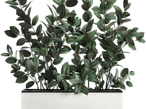 &aacute;rvore ficus em vasos de flores 678 Modelo 3D