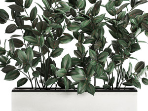 ficus tree in flowerpots 678 Modelo 3D