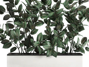 ficus tree in flowerpots 678 3D Model