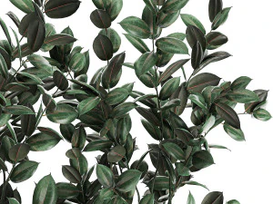 ficus tree in flowerpots 678 3D Model