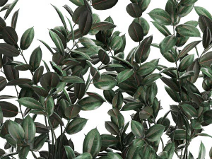 ficus tree in flowerpots 678 3D Model