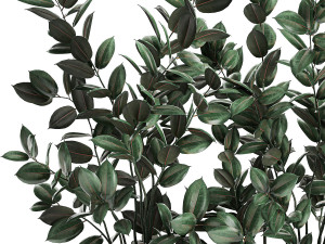 ficus tree in flowerpots 678 Modelo 3D