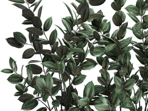 ficus tree in flowerpots 678 3D Model