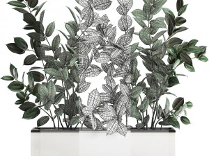 ficus tree in flowerpots 678 3D Model