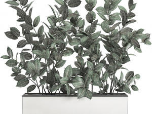 ficus tree in flowerpots 678 Modelo 3D