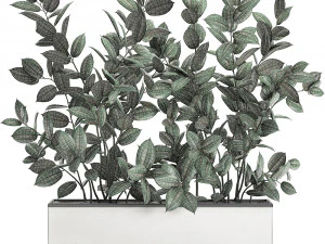 ficus tree in flowerpots 678 3D Model
