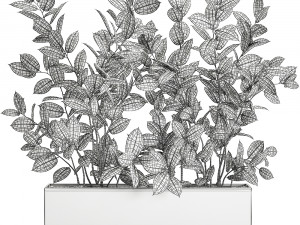 ficus tree in flowerpots 678 Modelo 3D