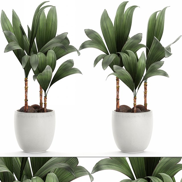 cocos nucifera palm for the interior in white pot 679 3D Модель .c4d .max .obj .3ds .fbx .stl .blend 