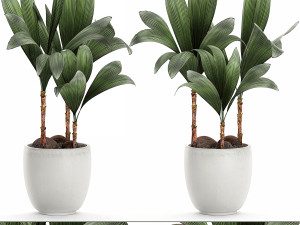 cocos nucifera palm for the interior in white pot 679 3D Model
