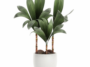cocos nucifera palm for the interior in white pot 679 3D Модель