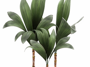 cocos nucifera palm for the interior in white pot 679 3D Модель