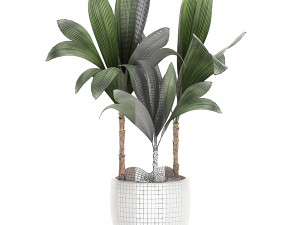 cocos nucifera palm for the interior in white pot 679 3D Модель