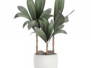cocos nucifera palm for the interior in white pot 679 3D Модель