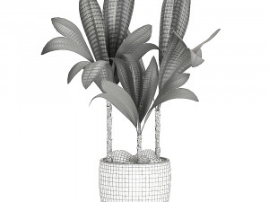 cocos nucifera palm for the interior in white pot 679 3D Модель