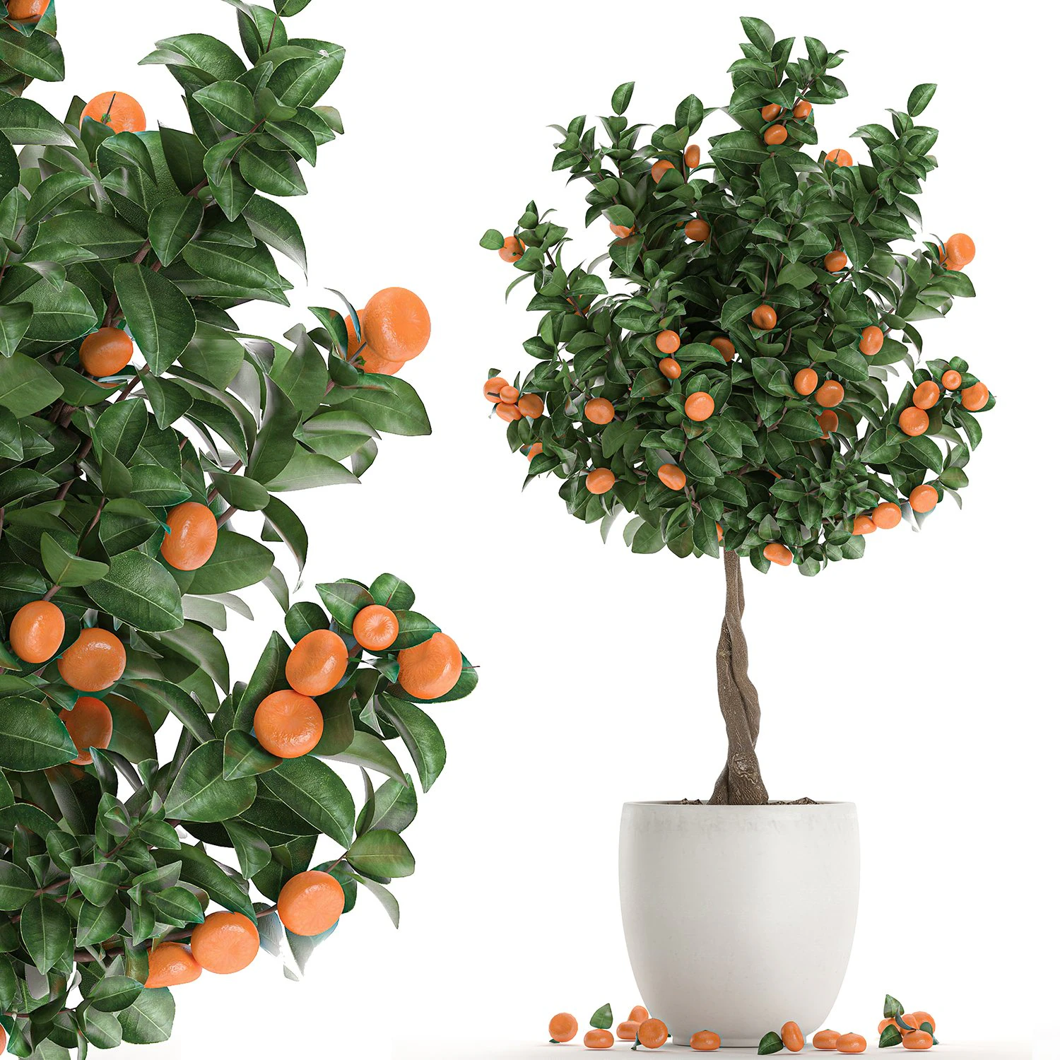 citrus mandarin tree for the interior in white pot 681 3D Model .c4d .max .obj .3ds .fbx .stl .blend 