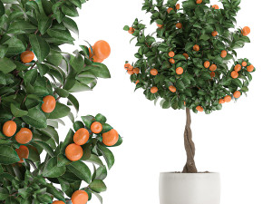citrus mandarin tree for the interior in white pot 681 3D Model