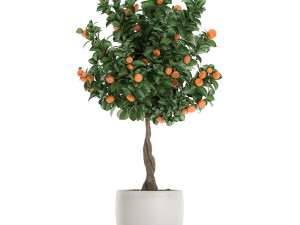 citrus mandarin tree for the interior in white pot 681 3D Model