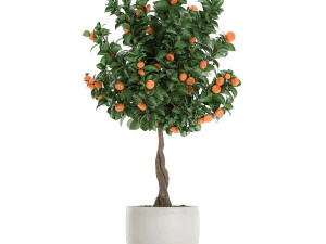 citrus mandarin tree for the interior in white pot 681 3D Model