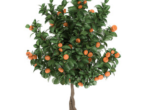 citrus mandarin tree for the interior in white pot 681 3D Model