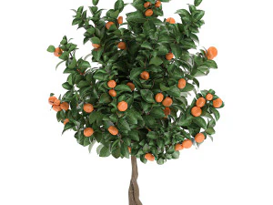 citrus mandarin tree for the interior in white pot 681 3D Model