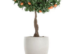 citrus mandarin tree for the interior in white pot 681 3D Model