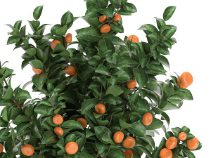 citrus mandarin tree for the interior in white pot 681 3D Model