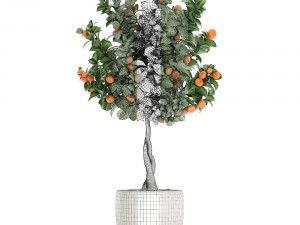 citrus mandarin tree for the interior in white pot 681 3D Model