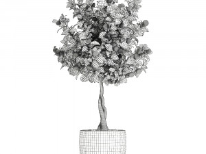 citrus mandarin tree for the interior in white pot 681 3D Model