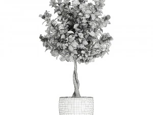 citrus mandarin tree for the interior in white pot 681 3D Model