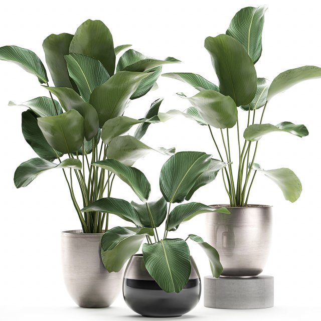 calathea lutea in a pot for the interior 684 3D Modell .c4d .max .obj .3ds .fbx .stl .blend